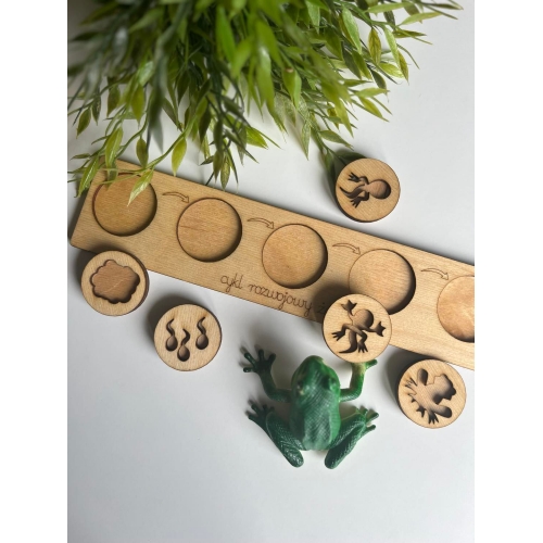 Taca Cykl Rozwojowy Żaby