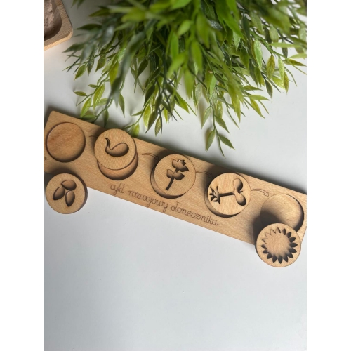 Taca Cykl Rozwojowy Słonecznika