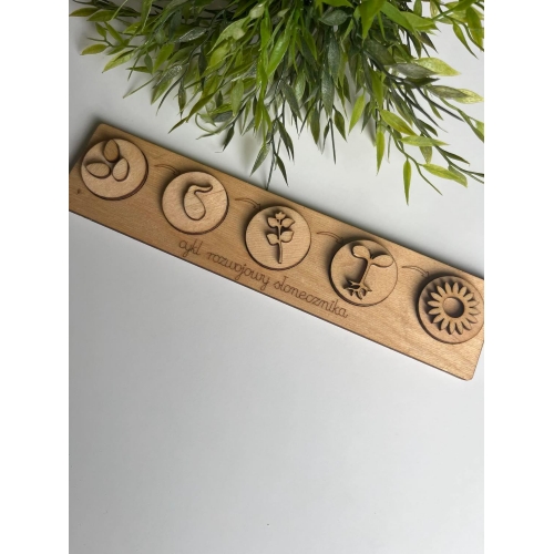 Taca Cykl Rozwojowy Słonecznika