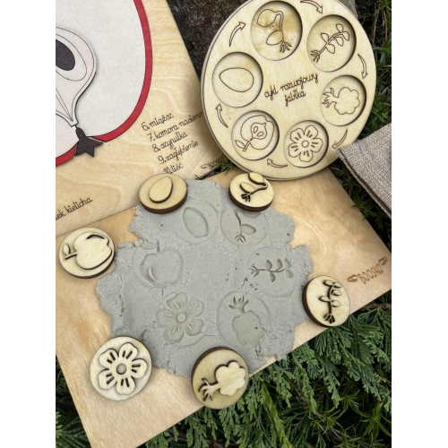 Drewniana układanka – Budowa jabłka