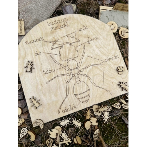 Drewniane Mrowisko – Edukacyjna Przygoda w Świecie Mrówek! (zestaw niemalowany)