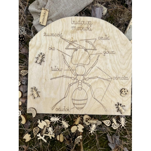 Drewniane Mrowisko – Edukacyjna Przygoda w Świecie Mrówek! (zestaw niemalowany)