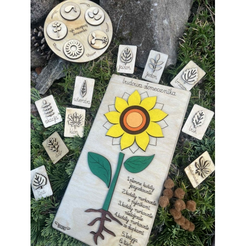 Drewniana układanka  – Budowa słonecznika (cykl rozwojowy, stemple liście, nauka liczenia )