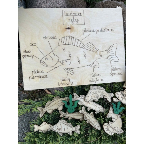 Drewniana Układanka Edukacyjna „Ryby w polskich jeziorach” zestaw malowany