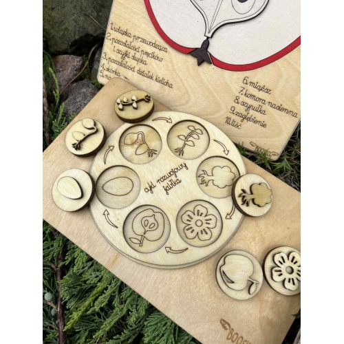 Drewniana układanka – Budowa jabłka