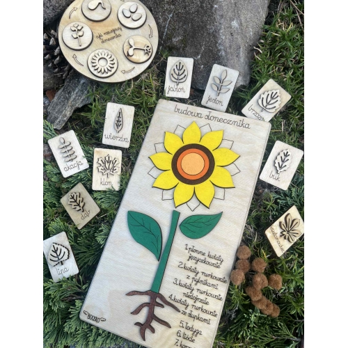 Drewniana układanka  – Budowa słonecznika (cykl rozwojowy, stemple liście, nauka liczenia )