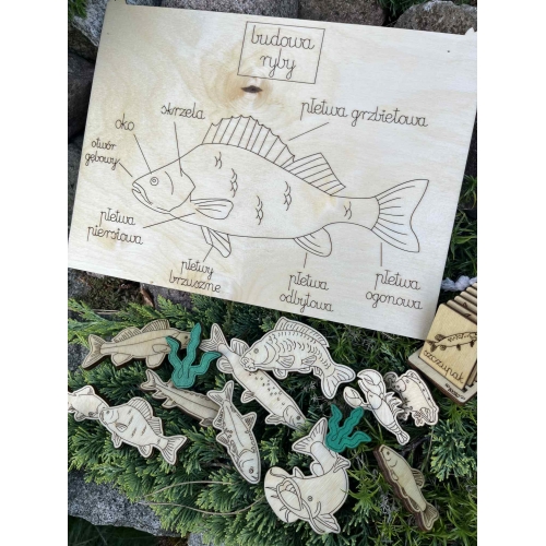 Drewniana Układanka Edukacyjna „Ryby w polskich jeziorach” zestaw malowany