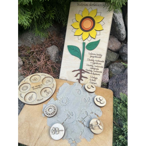 Drewniana układanka  – Budowa słonecznika (cykl rozwojowy, stemple liście, nauka liczenia )