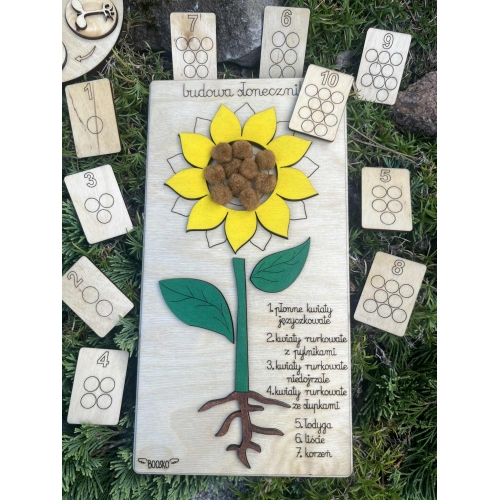 Drewniana układanka  – Budowa słonecznika (cykl rozwojowy, stemple liście, nauka liczenia )