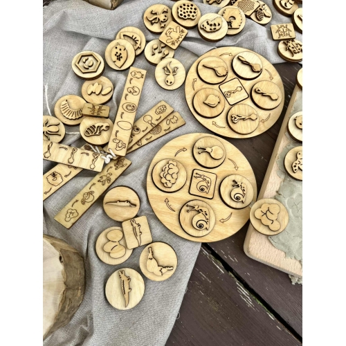 Cykle Rozwojowe- 12 różnych cykli  rozwojowych ( 52 dwustronne stemple )