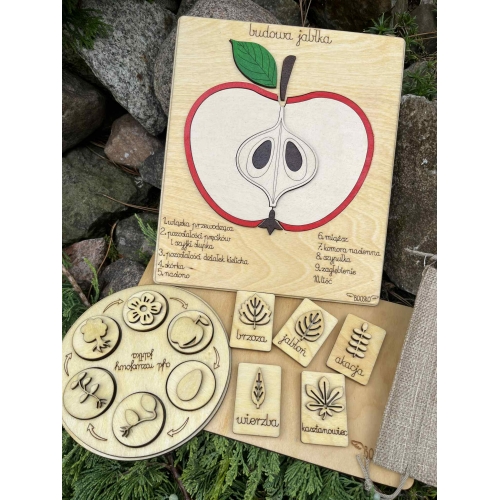 Drewniana układanka – Budowa jabłka