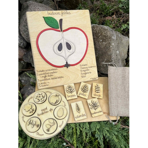 Drewniana układanka – Budowa jabłka