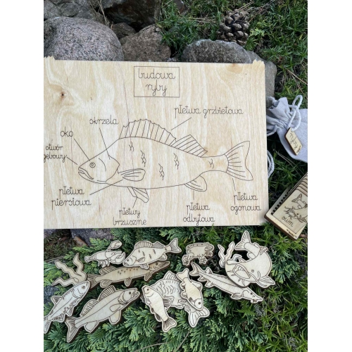 Drewniana Układanka Edukacyjna „Ryby w polskich jeziorach” zestaw niemalowany