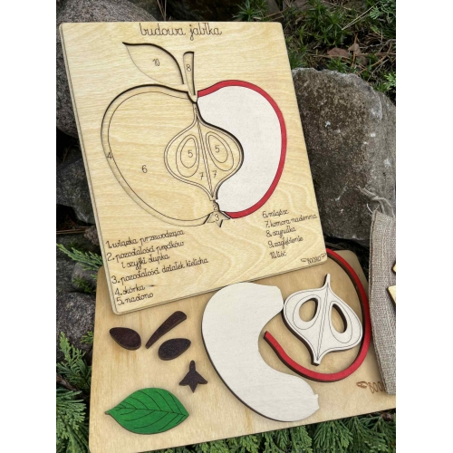 Drewniana układanka – Budowa jabłka