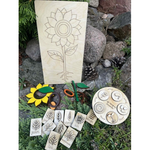 Drewniana układanka  – Budowa słonecznika (cykl rozwojowy, stemple liście, nauka liczenia )